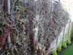 Garden Design / Maintenance  Paisley  - After