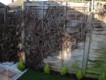 Garden Design / Maintenance  Paisley  - After